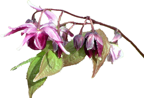 Potencialex включает горную девушку